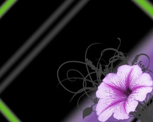 Free Flower Wallpaper HD截图2