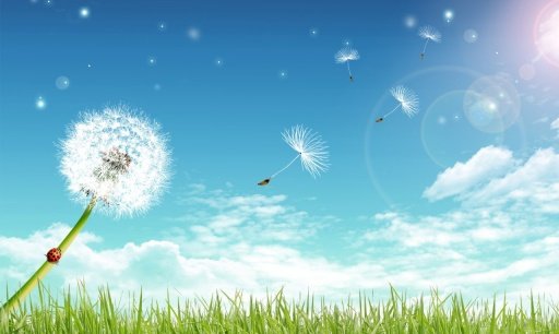 Galaxy S3 Dandelion Wallpaper截图4