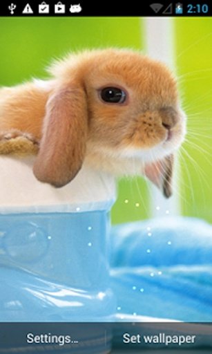 Cute Rabbits Ripple LWP截图2