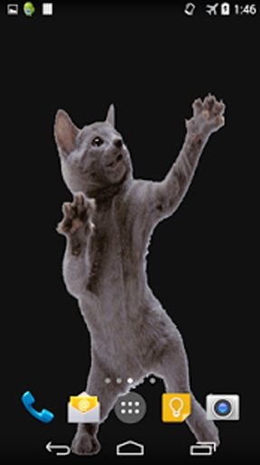 Dancing Cat Live Wallpaper截图2