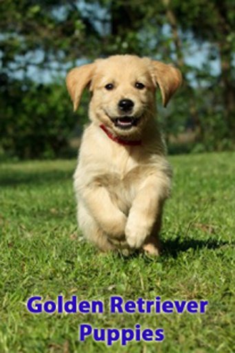 Golden Retriever Puppies截图8