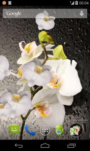 Orchid live wallpaper截图6