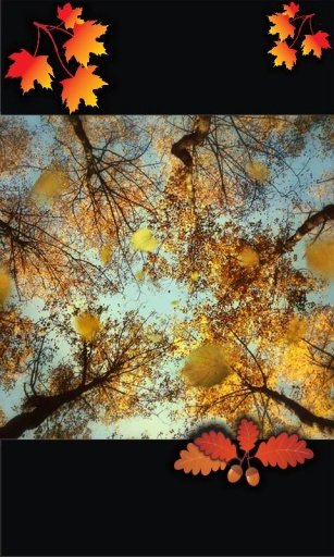 Autumn Top Free Live Wallpaper截图1