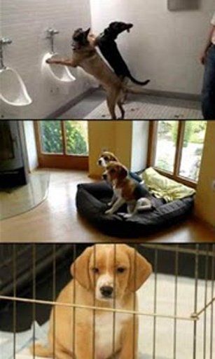 Dog Care - How To Videos截图5