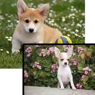 The Cute Dog Differences...截图4