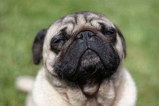 Pug Breed Collection截图3