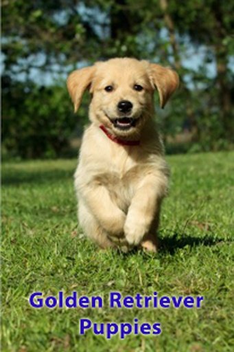 Golden Retriever Puppies截图9