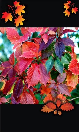 Autumn Top Free Live Wallpaper截图4