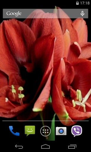 Flowers Video Live Wallpaper截图1