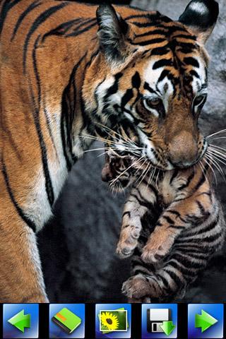 Wild animal Wallpaper截图4