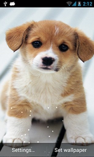 Cute Puppies Ripple Live Wallpaper截图4