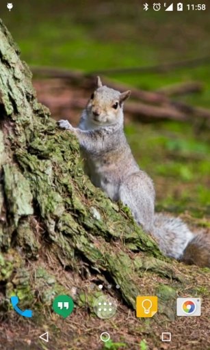 Squirrel Live Wallpaper截图2