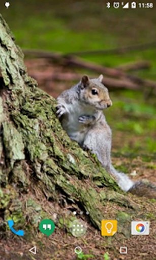 Squirrel Live Wallpaper截图4