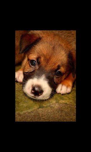 Cute Dog Live Wallpaper截图5