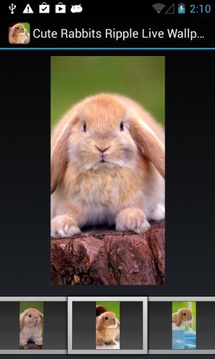 Cute Rabbits Ripple LWP截图1