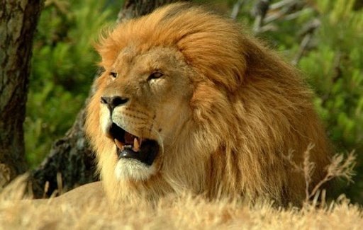African Lion Wallpapers HD截图2
