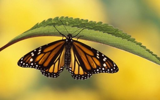 Butterfly Live Wallpaper截图3