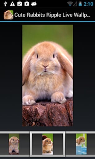 Cute Rabbits Ripple LWP截图6