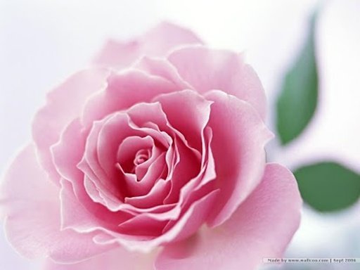 Free Flower Wallpaper HD截图4