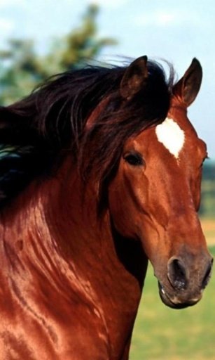 Horses Live Wallpaper截图4