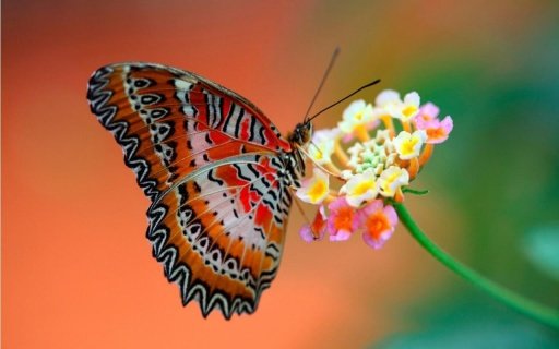 Butterfly Live Wallpaper截图2