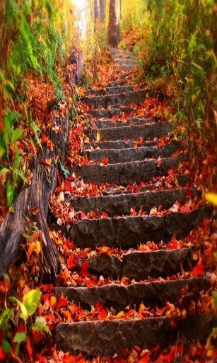 leaves fill the stairs截图1