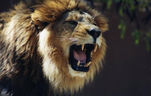 African Lion Wallpapers HD截图1