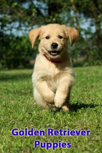 Golden Retriever Puppies截图3