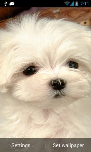 Cute Puppies Ripple Live Wallpaper截图5