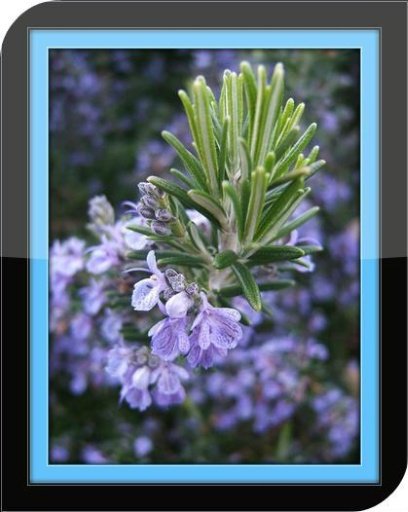 Rosemary Essential Oil截图4