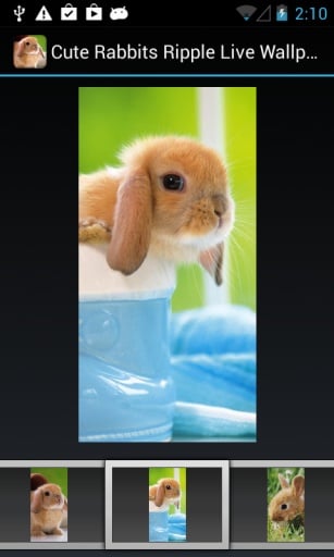 Cute Rabbits Ripple LWP截图5