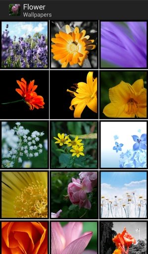 Wallpapers of Flowers截图2