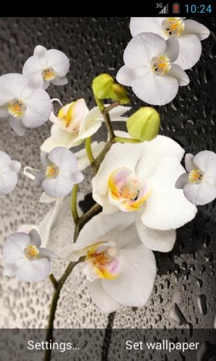 Orchid live wallpaper截图5