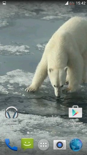 Polar bear HD. Video Wallpaper截图1