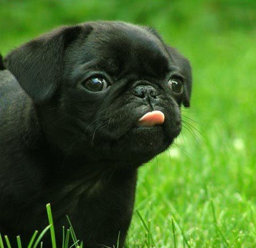 Pug Breed Collection截图1