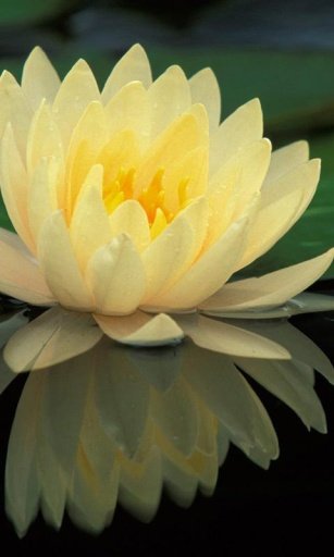 Water Lily Flower LWP截图6