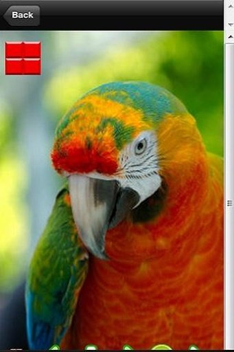 Annoying Talking Parrot截图4