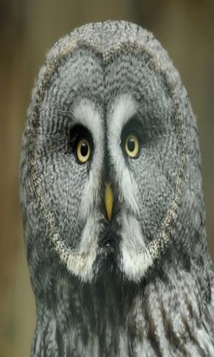 owl wallpaper截图2