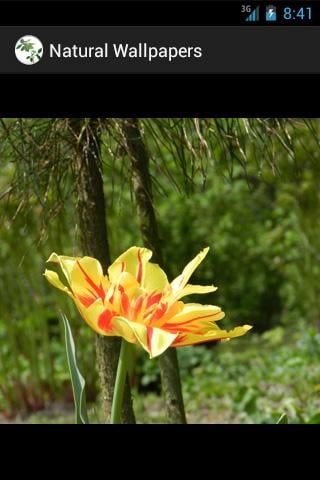 Wallpapers Natural - plants截图2