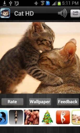 Cat HD Wallpaper Free截图1