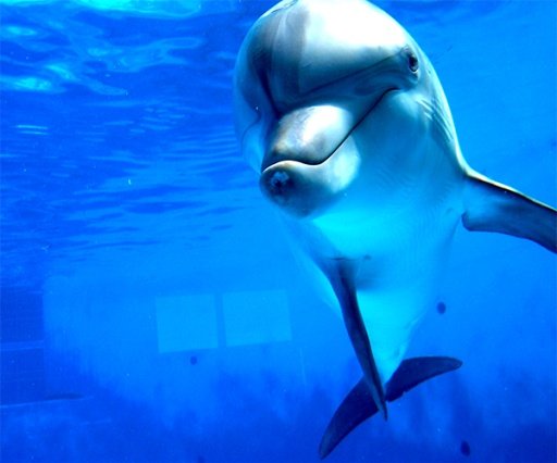 Dolphin Live Wallpaper截图2