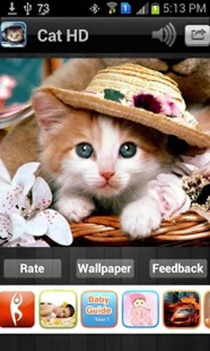 Cat HD Wallpaper Free截图2