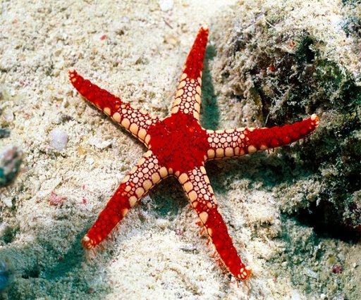 Starfish Live Wallpaper截图1