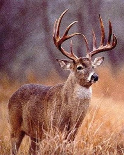 Deer Forest Hunter截图4