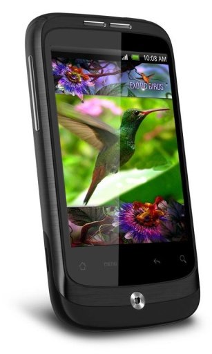 Colibri Africa Live Wallpaper截图1