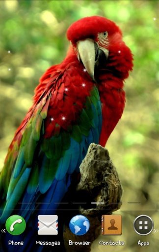 Parrot Live Wallpaper截图1