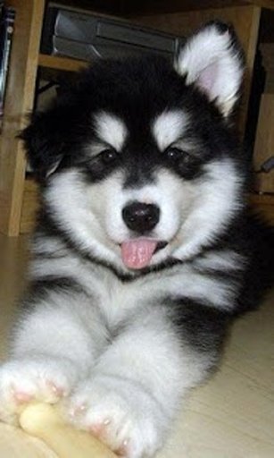 Cute Puppy Husky Puzzle截图5