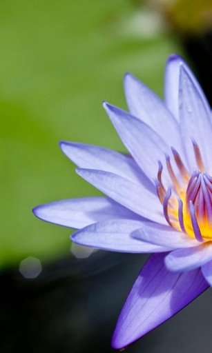 Water Lily Flower LWP截图4