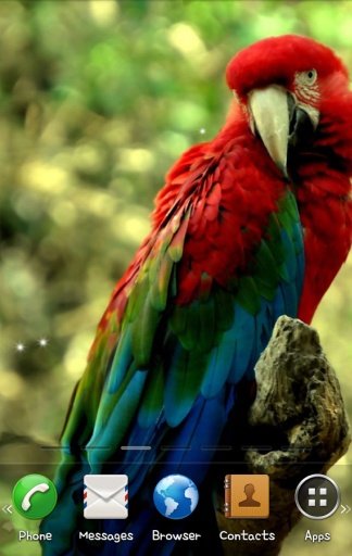 Parrot Live Wallpaper截图5