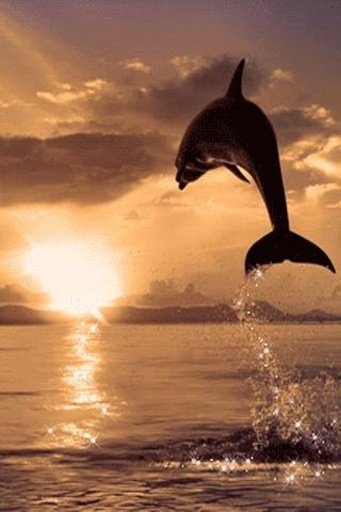 Dolphin Sunrise Live Wallpaper截图1